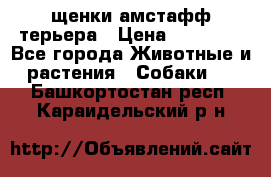 щенки амстафф терьера › Цена ­ 30 000 - Все города Животные и растения » Собаки   . Башкортостан респ.,Караидельский р-н